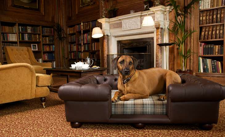 Dog stays at Cliveden Hotel